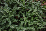 Arum italicum subsp. italicum 'Marmoratum' RCP2-2016 (101).JPG